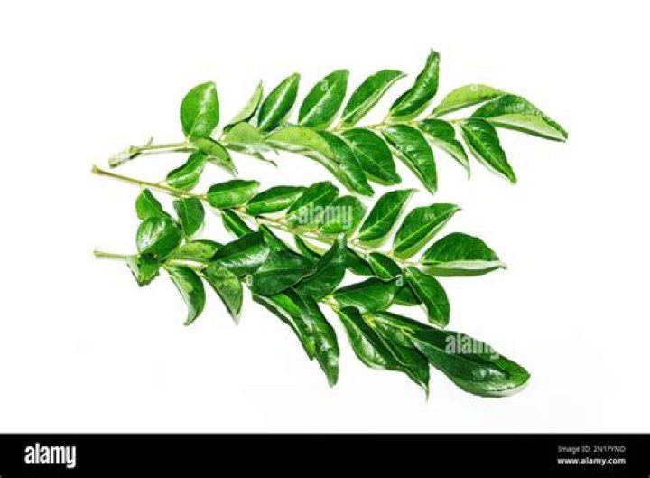 Are fresh curry leaves banned in uk