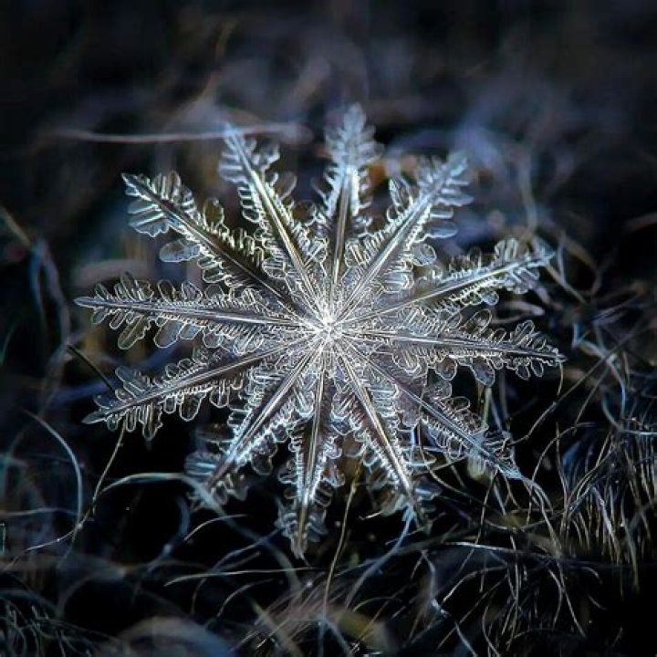 Who Is Alexey Kljatov? Know About The Talented Macro Photographer With A Passion For Snowflakes